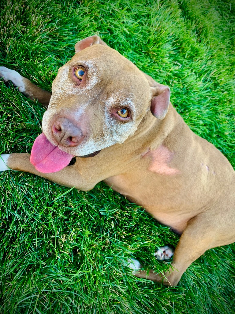 The sweetest girl. April Welton gone to the rainbow bridge: September 8, 2023